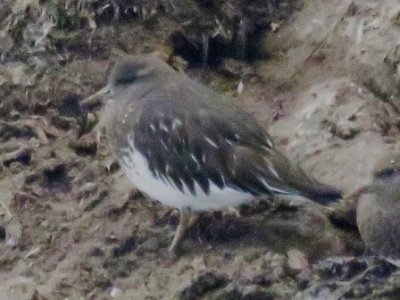 Black Turnstone