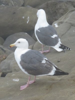 Western Gulls