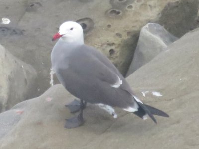 Heermann's Gull (adult)