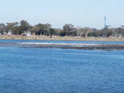 San Diego River mudflats