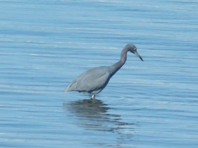 Little Blue Heron (adult)