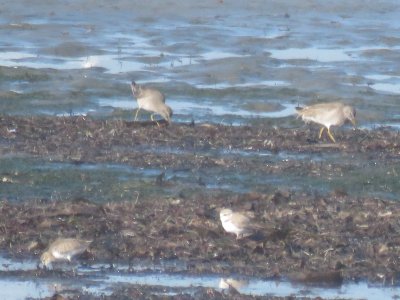 Red Knots, Snowy Plover, Western Sandpiper