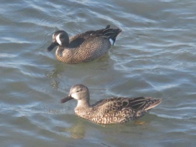 Blue-winged Teal pair