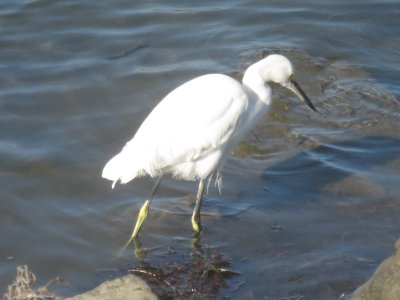 Snowy Egret