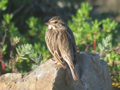 Belding's Savannah Sparrow