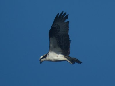 Osprey