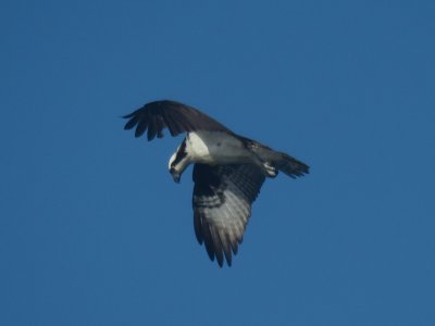 Osprey