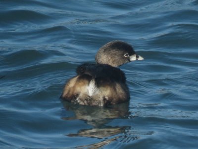 Pied-billed Grebe