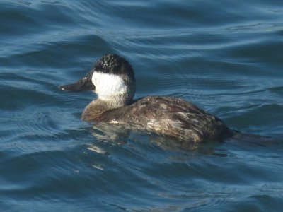 Ruddy Duck (male)