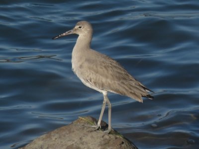 Willet