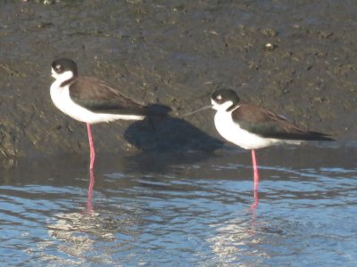 Black-necked Stilts