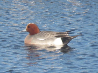 Eurasian Wigeon (drake)