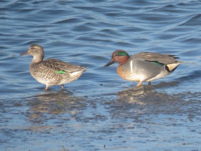 American Green-winged Teal pair