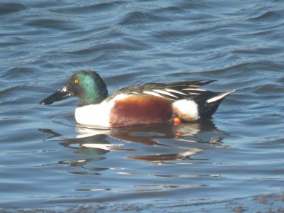 Northern Shoveler
