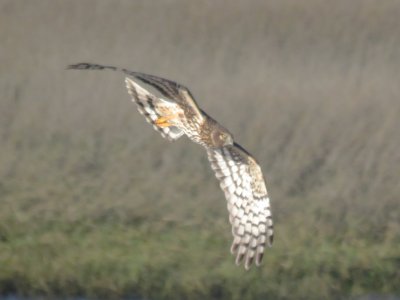 Northern Harrier (adult female)