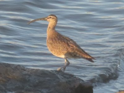 Whimbrel