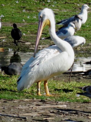 American White Pelican