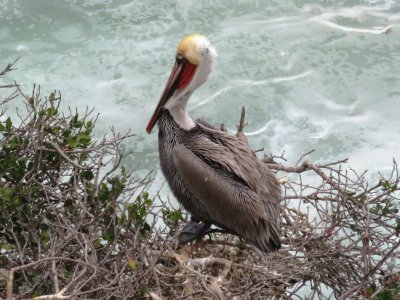 Brown Pelican (basic plumage Pacific)
