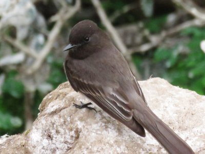 Black Phoebe