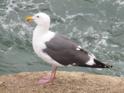 Western Gull 