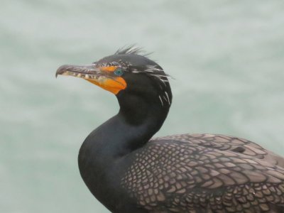 Double-crested Cormorant (adult)
