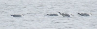 California Gulls at Horseshoe Lake, 21 Feb 2015