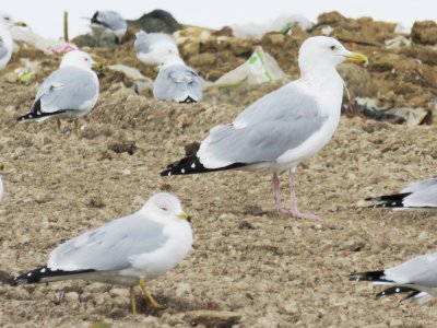 American Herring Gull (adult with dark eye)