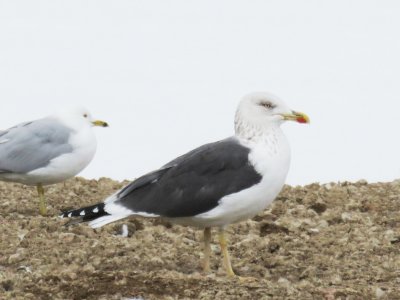 Lesser Black-backed Gull (adult)