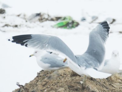 California Gull (intermediate #2)