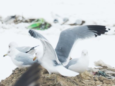 (California Gull ( intermediate #2)