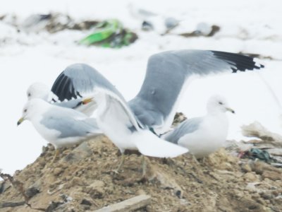 California Gull (intermediate #2)