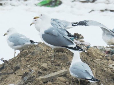 California Gull (Californicus)