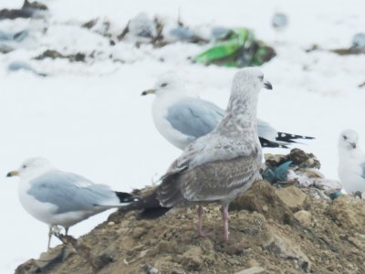 American Herring Gull (faded 2nd cycle)