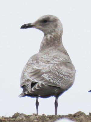Thayer's Gull (1st cycle )