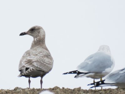 Thayer's Gull (1st cycle)