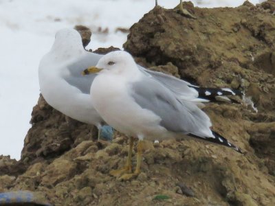 Ring-billed Gulls