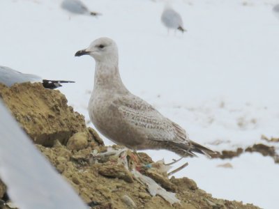 Thayer's Gull (1st cycle)  