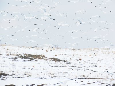 Gulls at Larimer Landfill, 28 Feb 2015