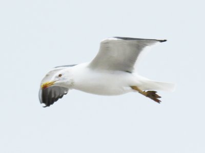 Lesser Black-backed Gull (adult)