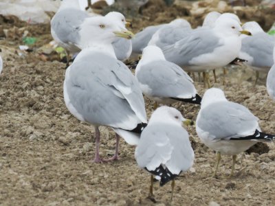 American Herring Gull (adult)