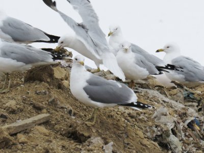 California Gull (intermediate #2)