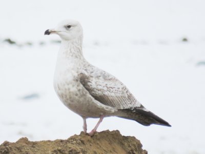 American Herring Gull (faded 2nd-cycle)