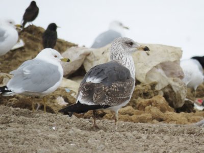 Lesser Black-backed Gull (2nd cycle)  