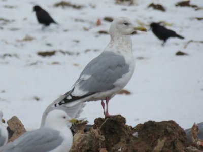 Thayer's Gull (adult)