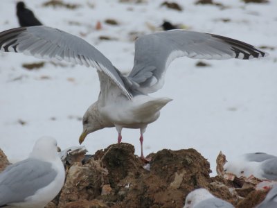 Thayer's Gull (adult)