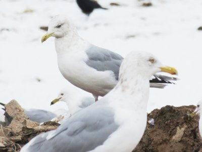 Gulls