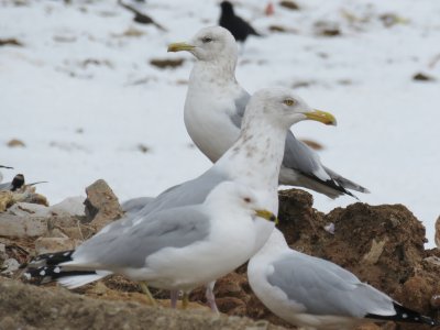 Gulls