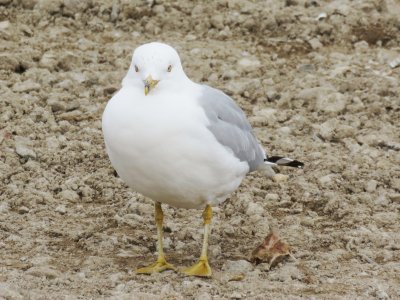 Ring-billed Gull