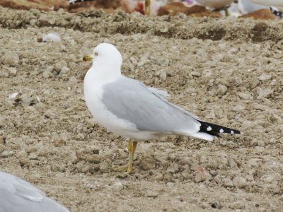 Ring-billed Gull