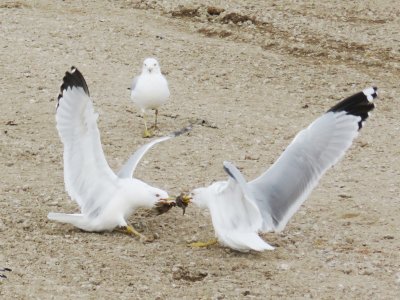 Ring-billed Gulls